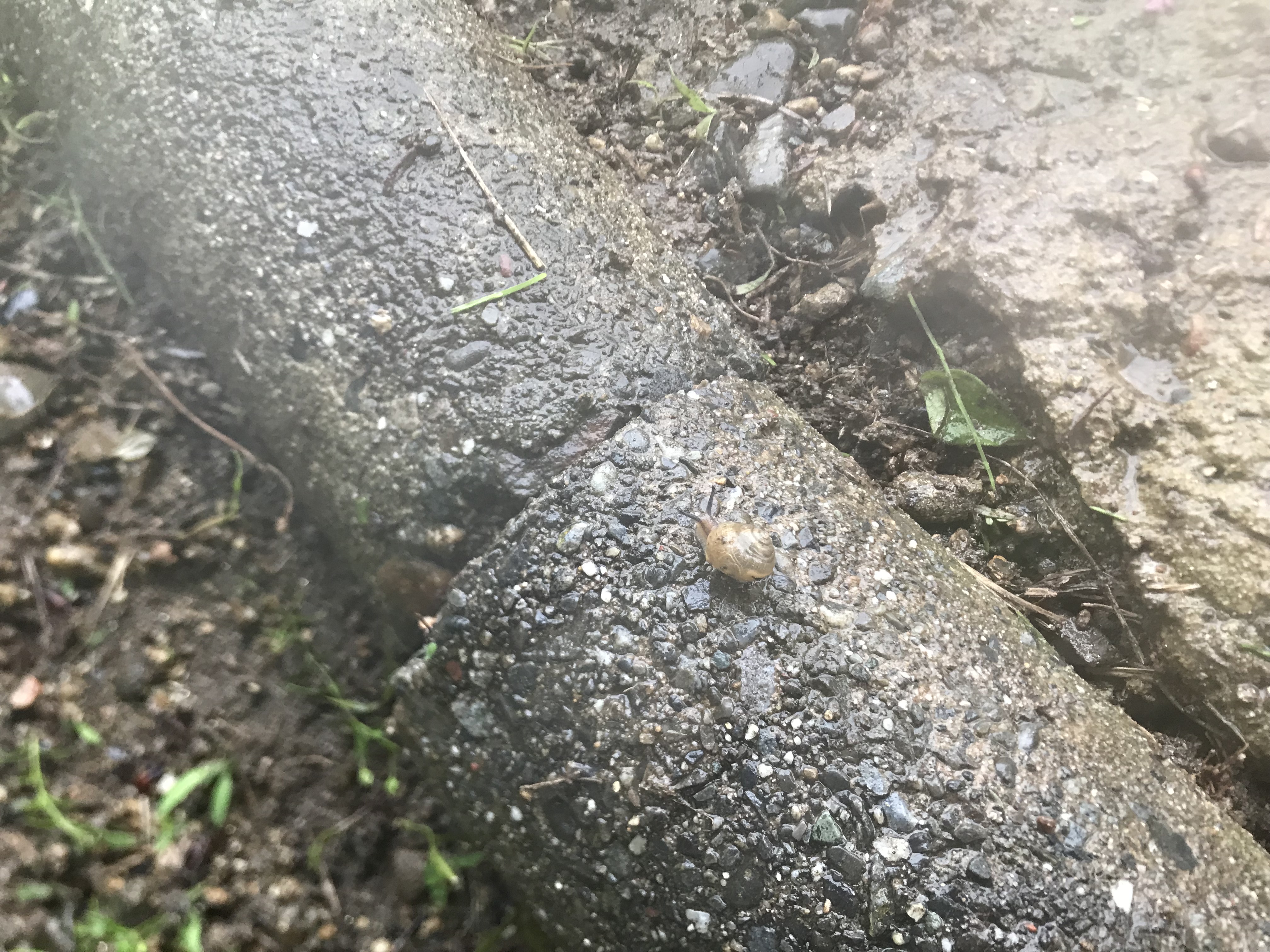 1cm未満のカタツムリ、お散歩中